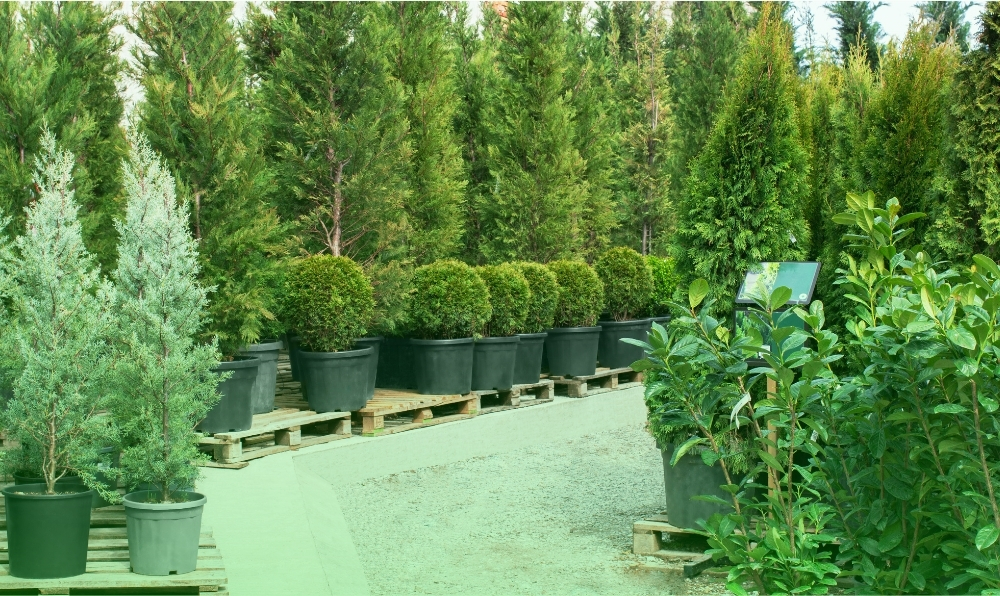 Dış Mekan Bitkileri