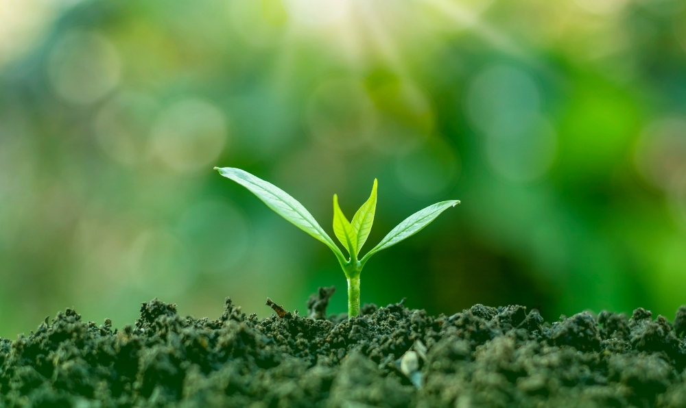 Meyve Fidanı Satışı ve Uygulaması