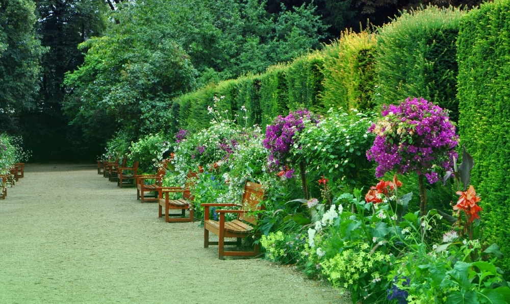 Botanik Grup Bitkileri