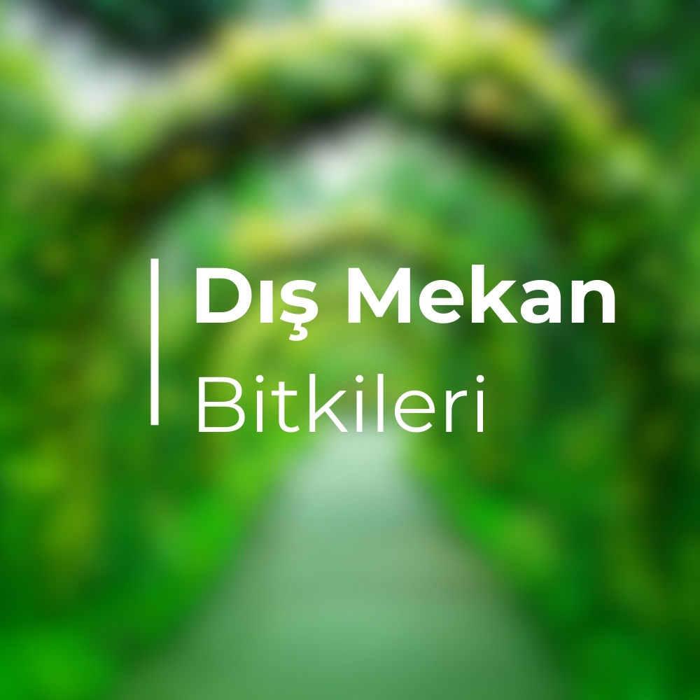 Dış Mekan Bitkileri