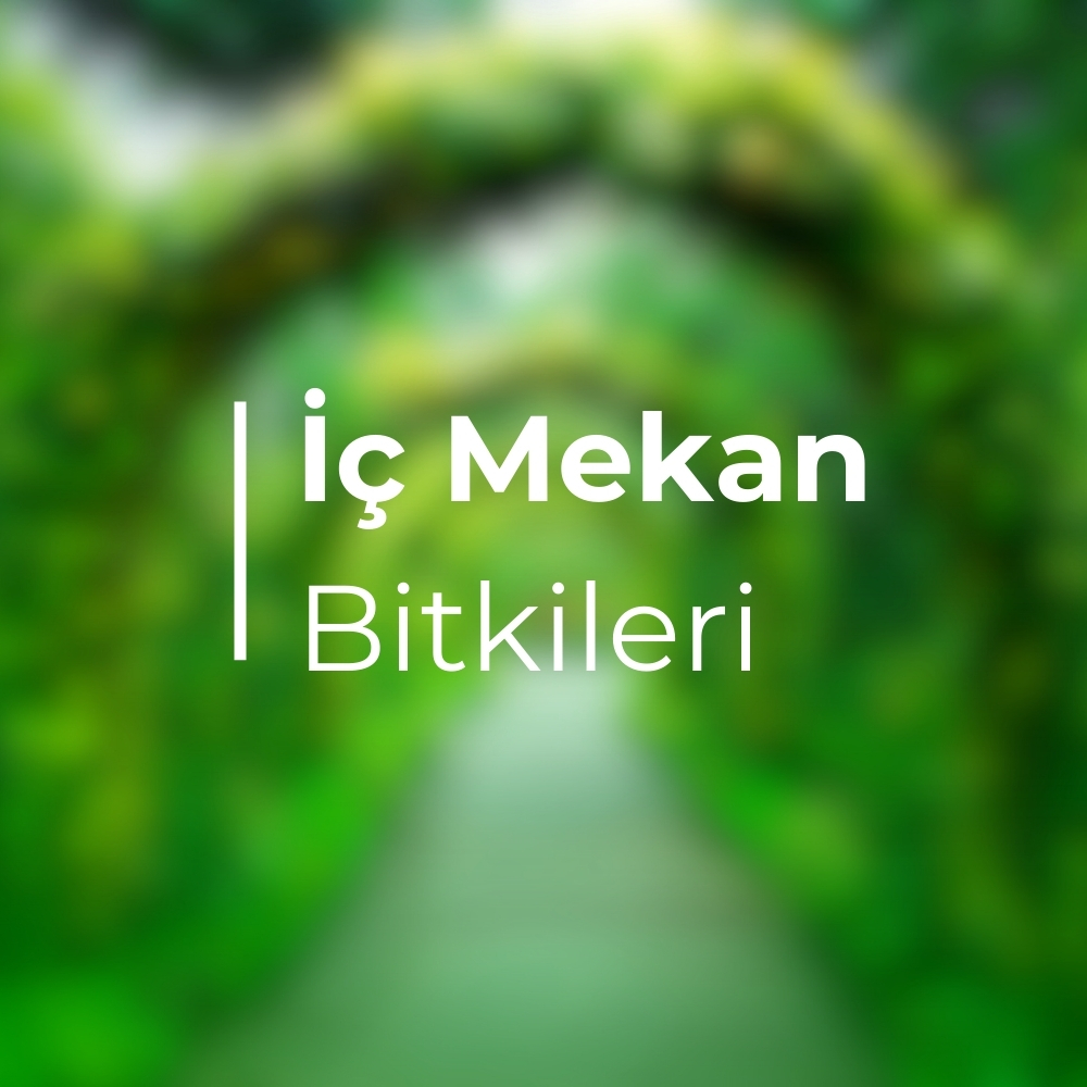 İç Mekan Bitkileri