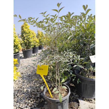 Cennet Bambu - Nandina