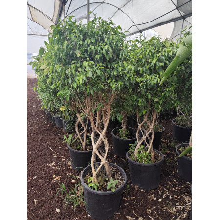Ficus Benjamin Örgülü