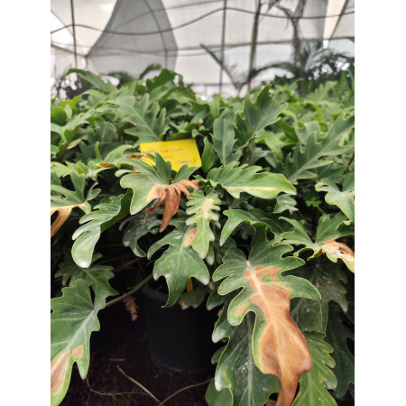 Deve Tabanı Xanadum