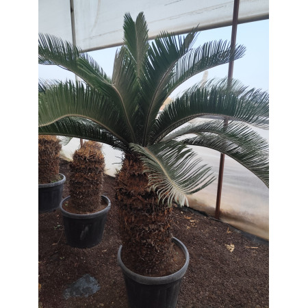 Cycas - XL