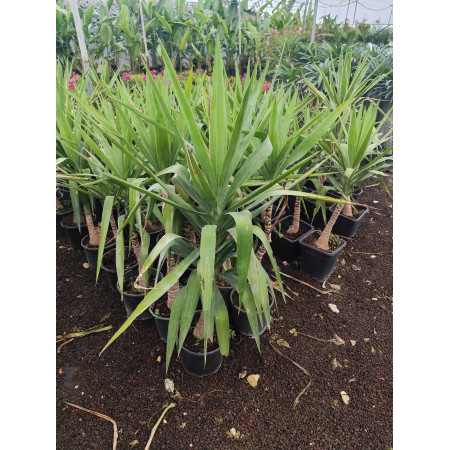 Yucca Tek Kök - Küçük