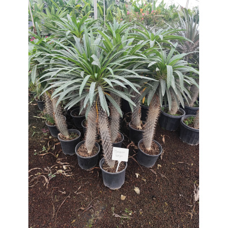 Madagaskar Palmiyesi