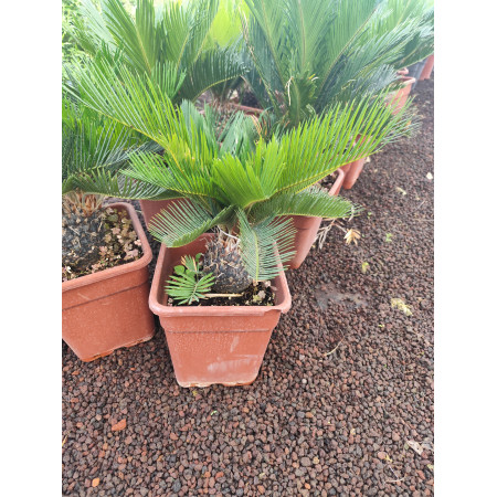 Cycas - Orta