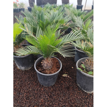 Cycas - (Küçük)