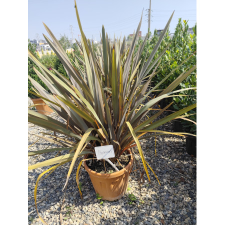 Phormium