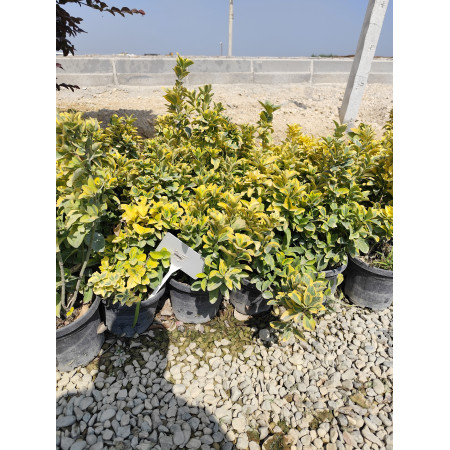 Gold Taflan - Küçük