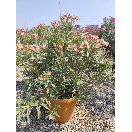 Zakkum Pembe - Açık Renk