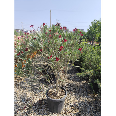 Zakkum Pembe - Koyu Renk