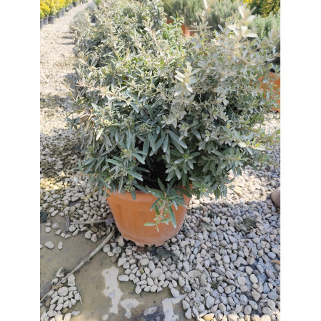 Ateş Dikeni - Pyracantha ( Coccinea )