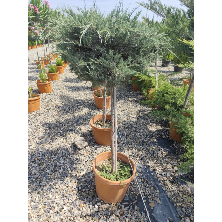 Baston Ardıç - Mavi