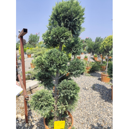 Ponpon Leylandi Servi