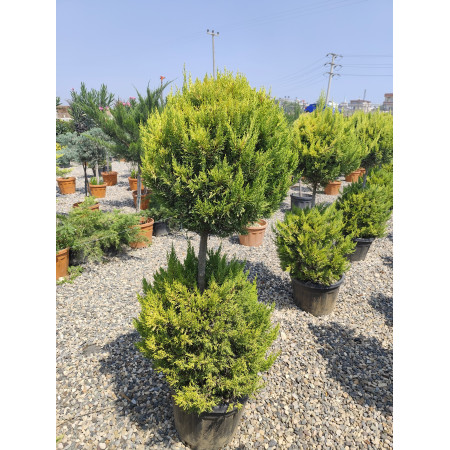 Limoni Servi İki Top