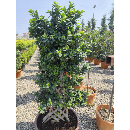 Ficus Bonsai