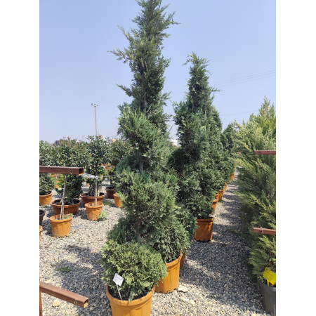 Spiral Leylandi - İthal 2,5m-3m