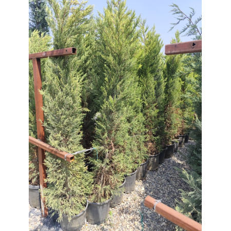 Limoni Selvi 1,75-2m