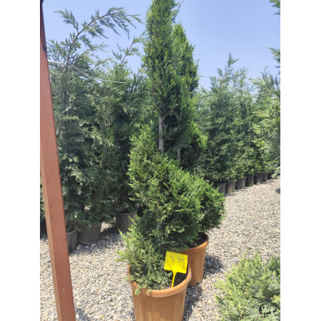 Spiral Leylandi - İthal