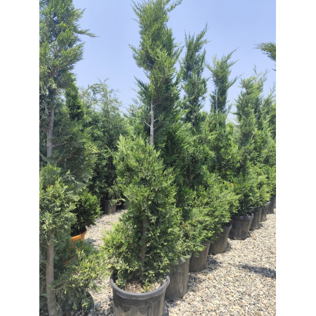 Spiral Leylandi - Türk