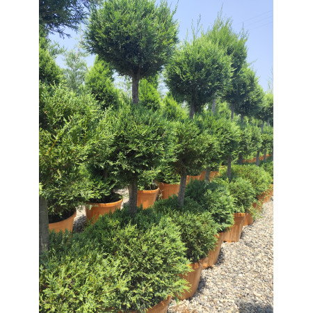 Leylandi - 3 Top İthal