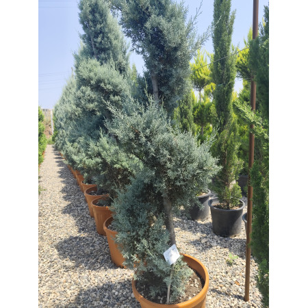 Spiral Mavi Servi İthal