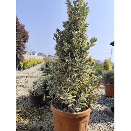 Gümüş Taflan Piramit - Bravo