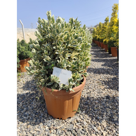 Gümüş Taflan Piramit - Top