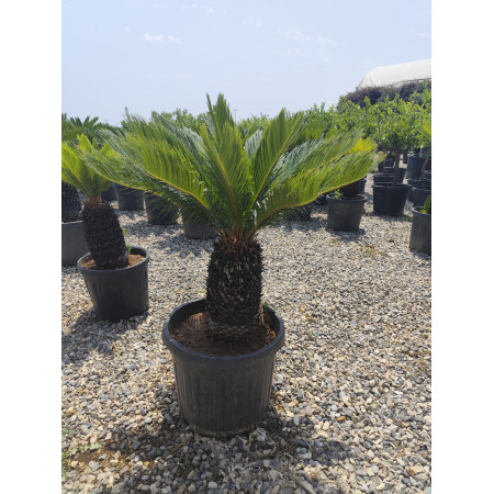Cycas - Büyük