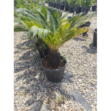 Cycas - Kücük