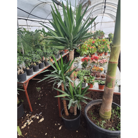 Yucca 3 Köklü